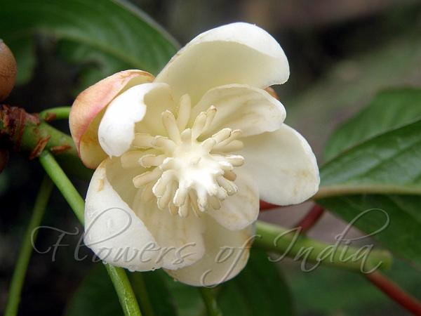 Large-Flowered Magnolia Vine